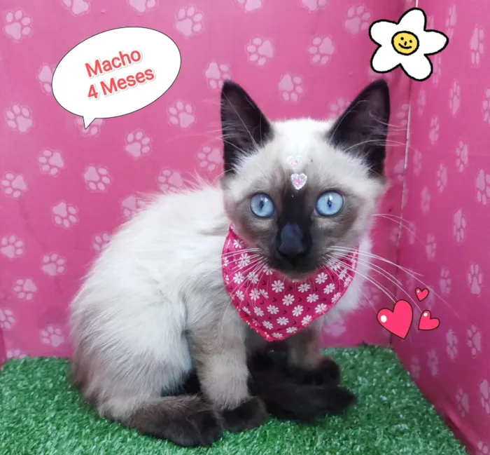 Gato ra a SRD-ViraLata idade 2 a 6 meses nome peter
