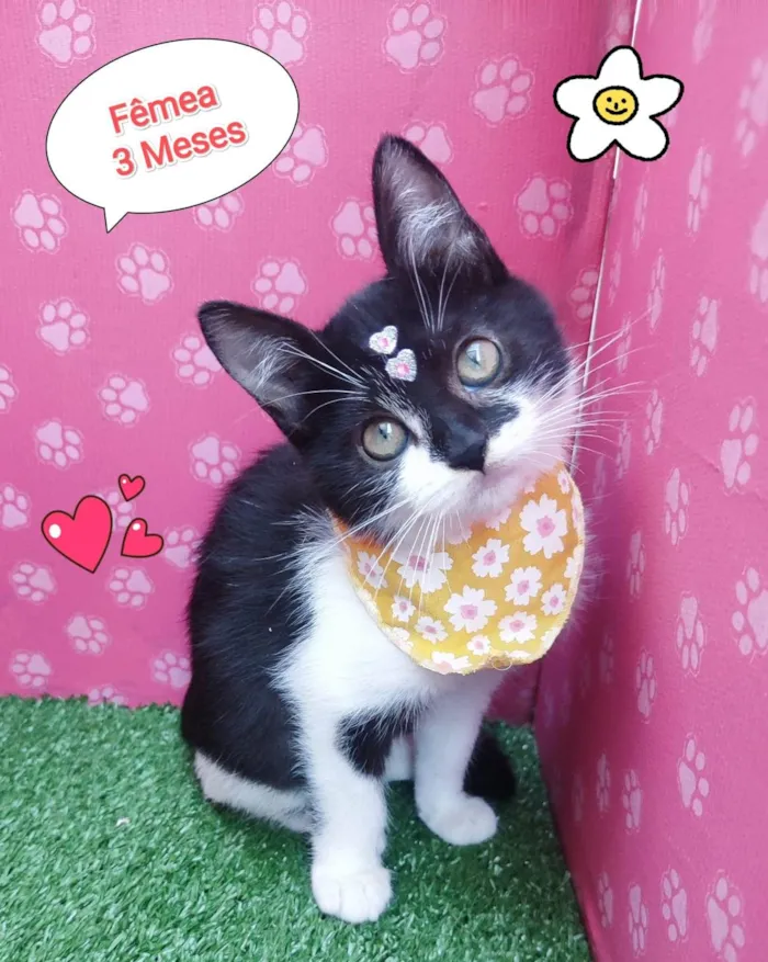 Gato ra a SRD-ViraLata idade 2 a 6 meses nome cibele