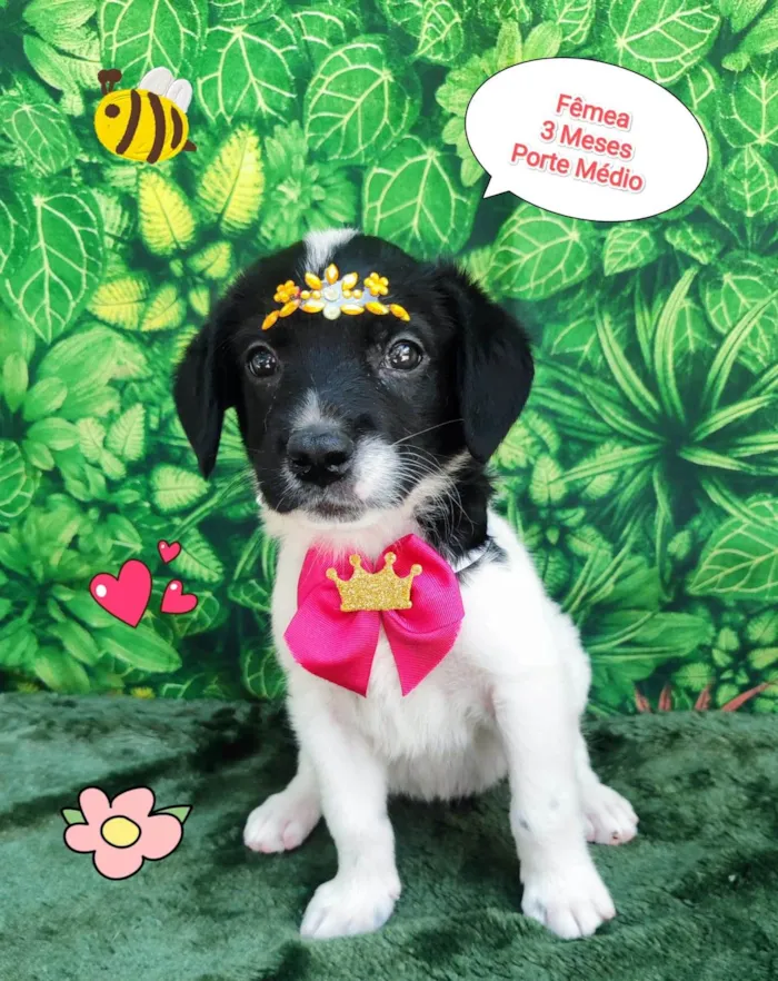 Cachorro ra a SRD-ViraLata idade 2 a 6 meses nome nega