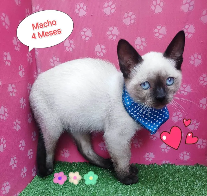 Gato ra a SRD-ViraLata idade 2 a 6 meses nome max