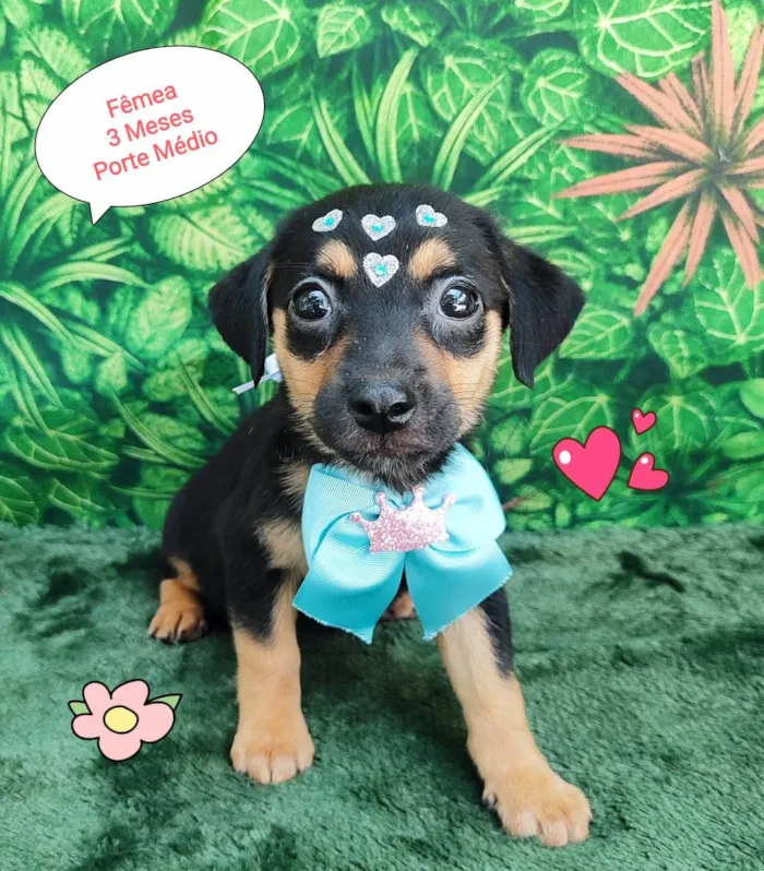 Cachorro ra a SRD-ViraLata idade 2 a 6 meses nome vivi