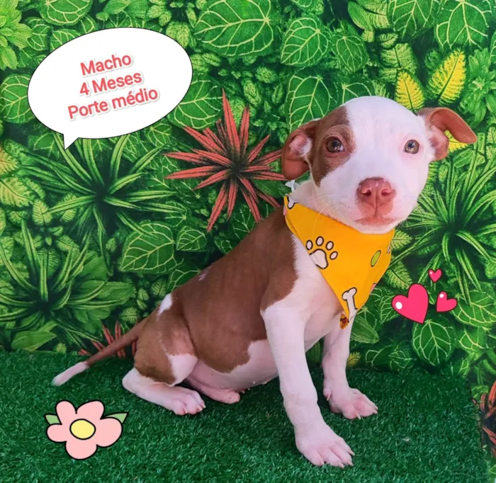 Cachorro ra a SRD-ViraLata idade 2 a 6 meses nome buba