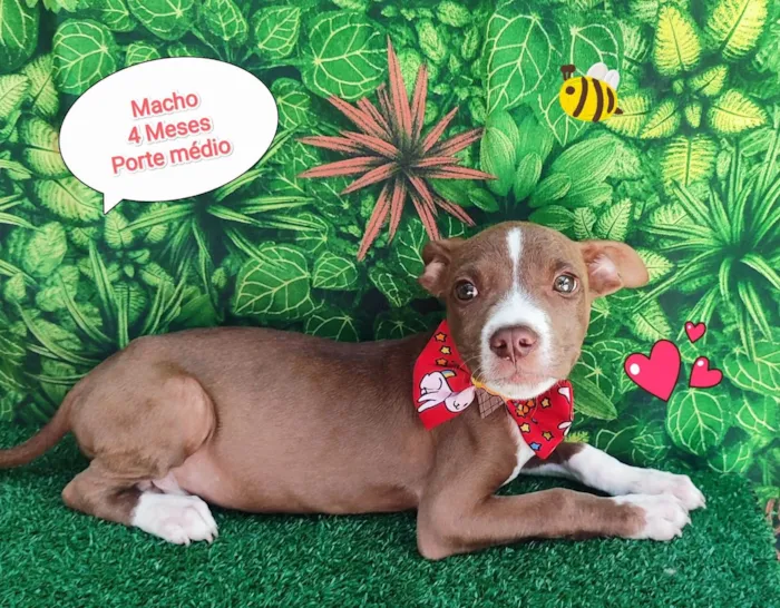 Cachorro ra a SRD-ViraLata idade 2 a 6 meses nome noah