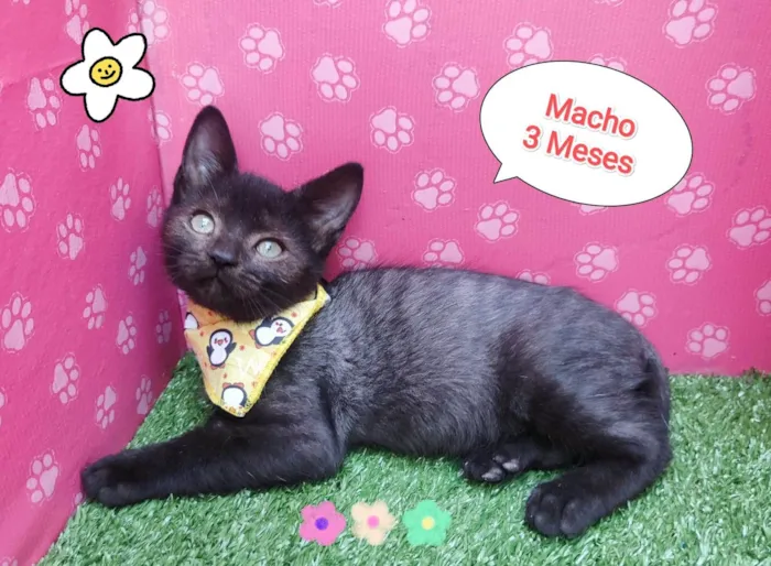 Gato ra a SRD-ViraLata idade 2 a 6 meses nome lucas