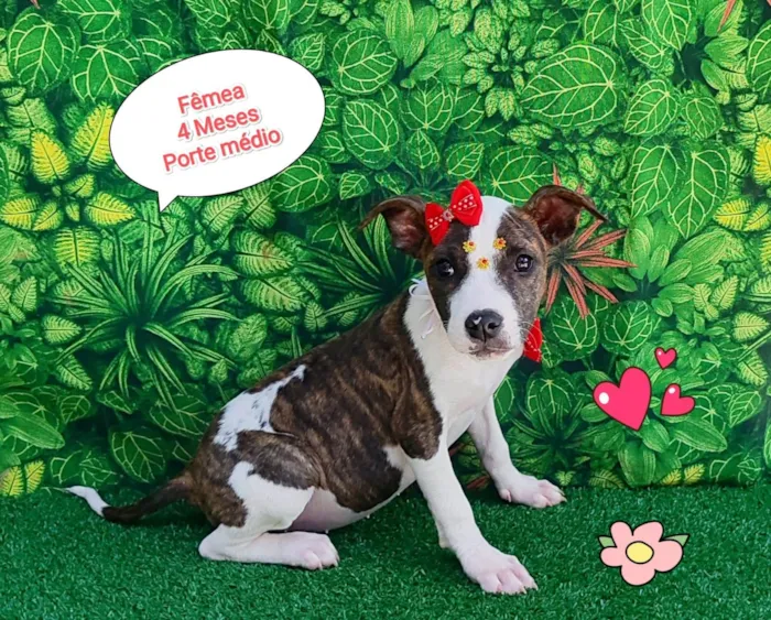 Cachorro ra a SRD-ViraLata idade 2 a 6 meses nome cloe
