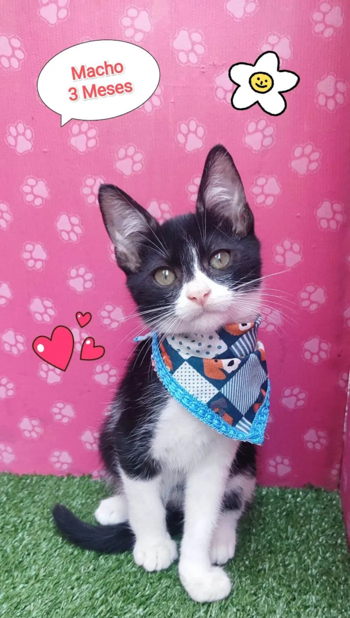 Gato ra a SRD-ViraLata idade 2 a 6 meses nome wisk