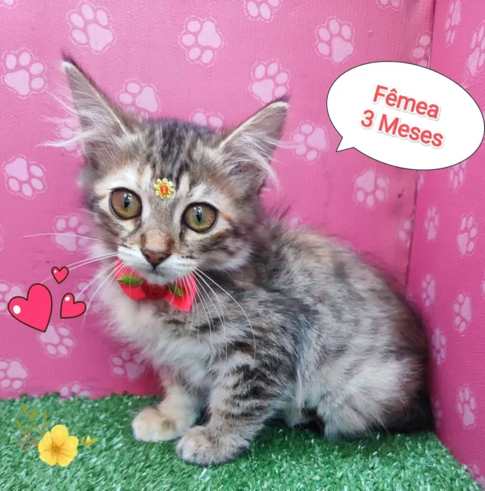 Gato ra a SRD-ViraLata idade 2 a 6 meses nome riqueza 