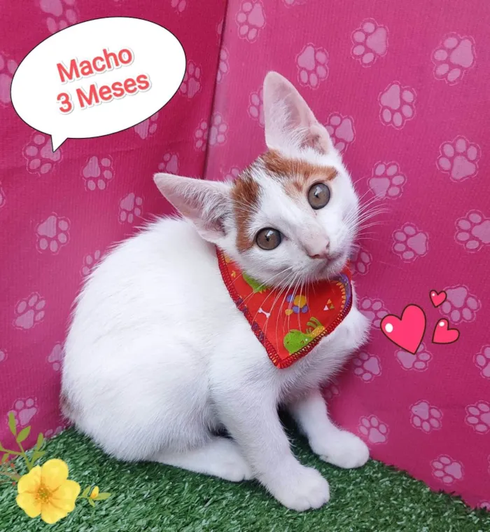 Gato ra a SRD-ViraLata idade 2 a 6 meses nome lindo