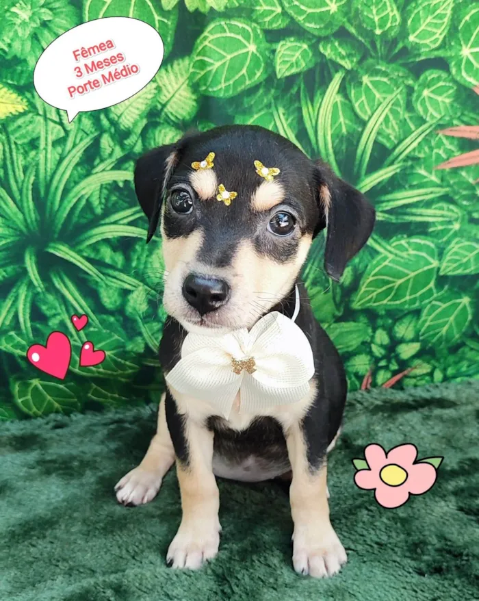 Cachorro ra a SRD-ViraLata idade 2 a 6 meses nome linda