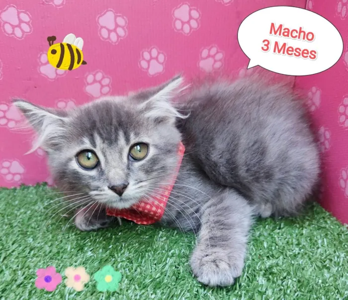 Gato ra a SRD-ViraLata idade 2 a 6 meses nome bruno mars
