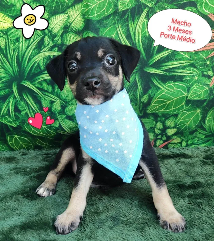 Cachorro ra a SRD-ViraLata idade 2 a 6 meses nome leo