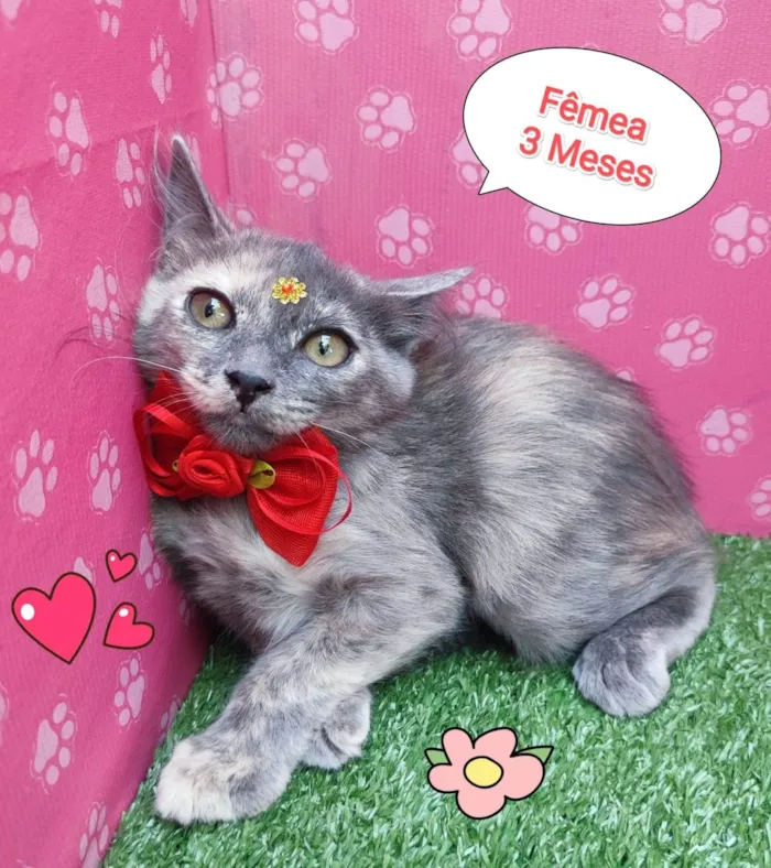 Gato ra a SRD-ViraLata idade 2 a 6 meses nome yara