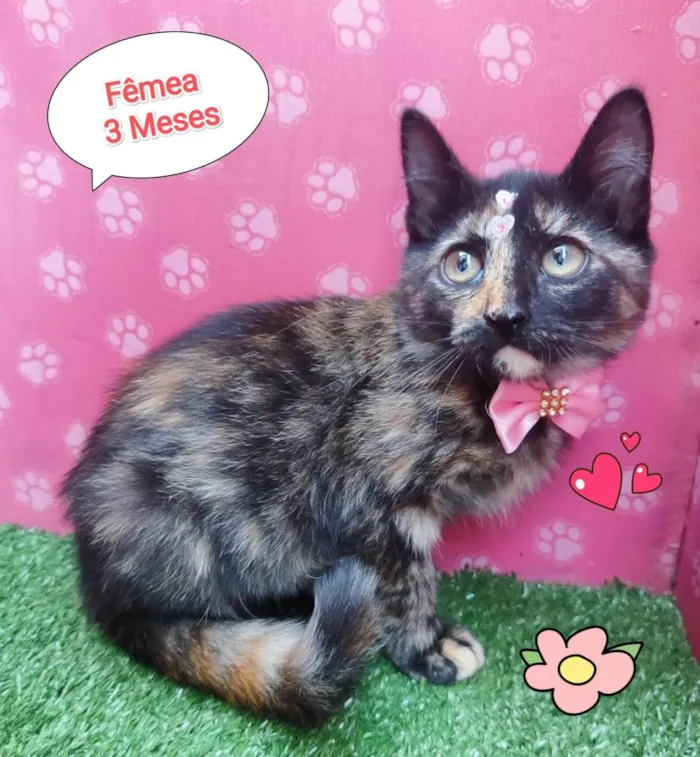 Gato ra a SRD-ViraLata idade 2 a 6 meses nome flor