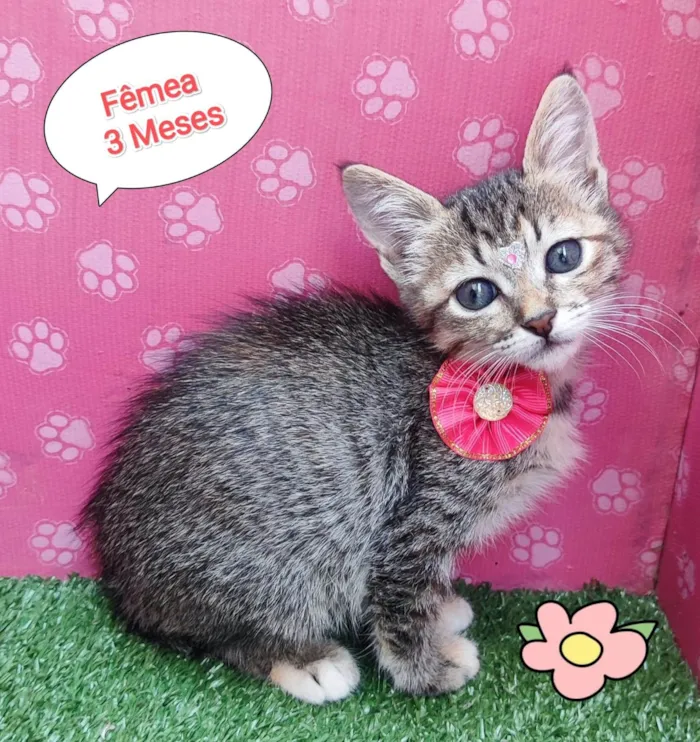 Gato ra a SRD-ViraLata idade 2 a 6 meses nome margarida 