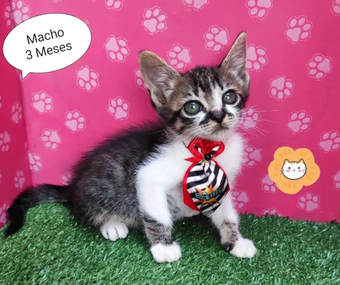Gato ra a SRD-ViraLata idade 2 a 6 meses nome urso