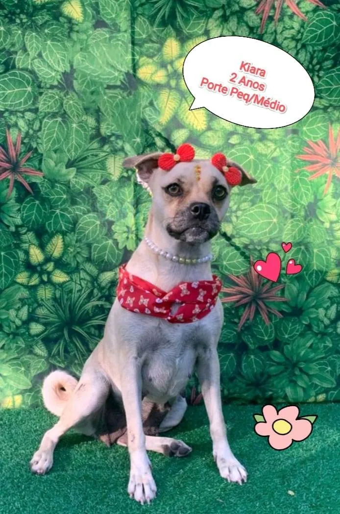 Cachorro ra a SRD-ViraLata idade 2 anos nome kiara