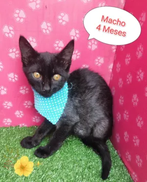 Gato raça SRD-ViraLata idade 2 a 6 meses nome melim