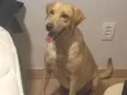 Mel