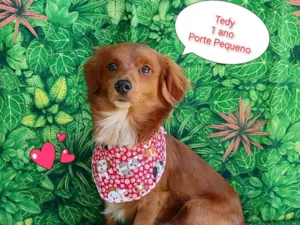 Cachorro raça SRD-ViraLata idade 1 ano nome tedy