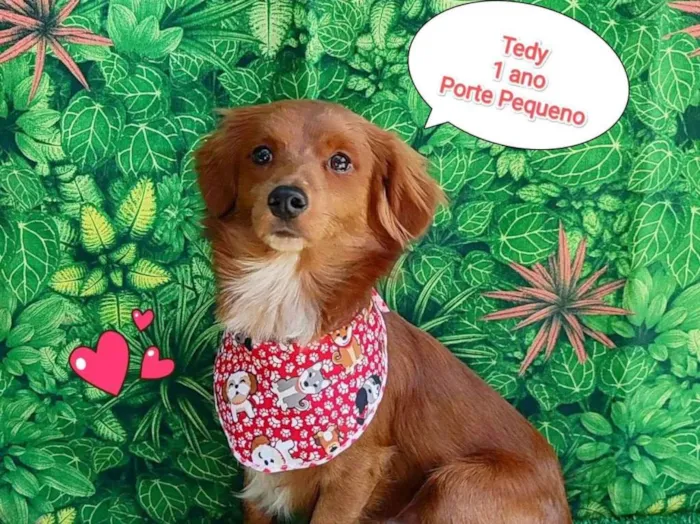 Cachorro ra a SRD-ViraLata idade 1 ano nome tedy