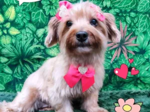 Cachorro raça Yorkshire idade 5 anos nome kiki