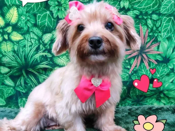 Cachorro ra a Yorkshire idade 5 anos nome kiki