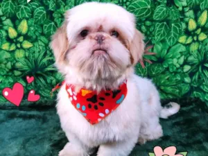 Cachorro raça Shitzu idade 3 anos nome bolota