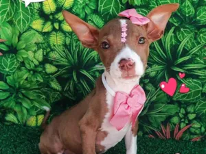 Cachorro raça SRD-ViraLata idade 2 a 6 meses nome sky