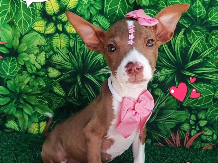 Cachorro ra a SRD-ViraLata idade 2 a 6 meses nome sky