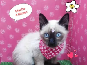 Gato raça SRD-ViraLata idade 2 a 6 meses nome peter