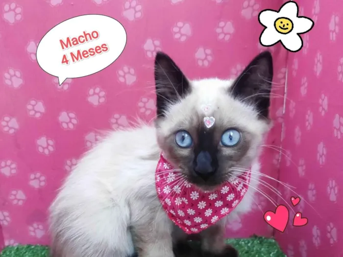 Gato ra a SRD-ViraLata idade 2 a 6 meses nome peter
