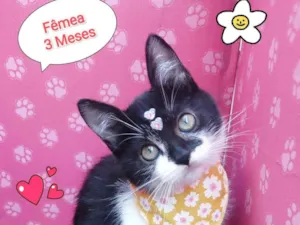 Gato raça SRD-ViraLata idade 2 a 6 meses nome cibele