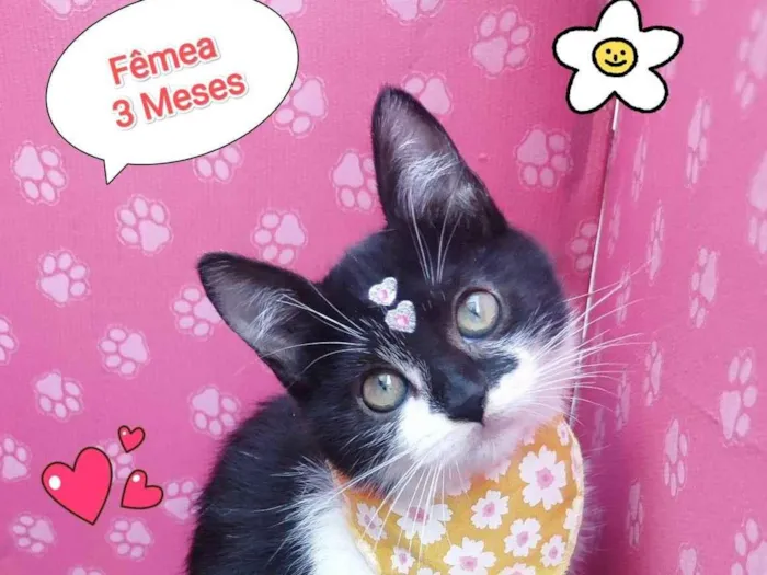 Gato ra a SRD-ViraLata idade 2 a 6 meses nome cibele