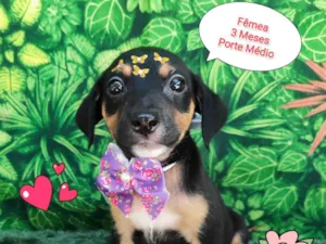 Cachorro raça SRD-ViraLata idade 2 a 6 meses nome miranda 