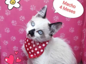 Gato raça SRD-ViraLata idade 2 a 6 meses nome john