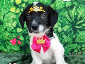Cachorro raça SRD-ViraLata idade 2 a 6 meses nome nega