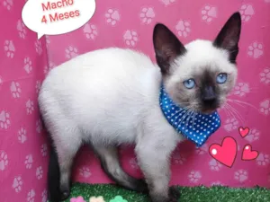 Gato raça SRD-ViraLata idade 2 a 6 meses nome max