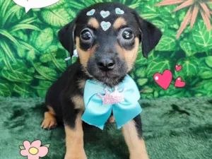 Cachorro raça SRD-ViraLata idade 2 a 6 meses nome vivi