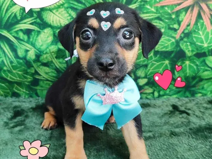 Cachorro ra a SRD-ViraLata idade 2 a 6 meses nome vivi