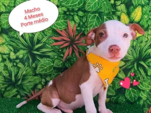 Cachorro raça SRD-ViraLata idade 2 a 6 meses nome buba