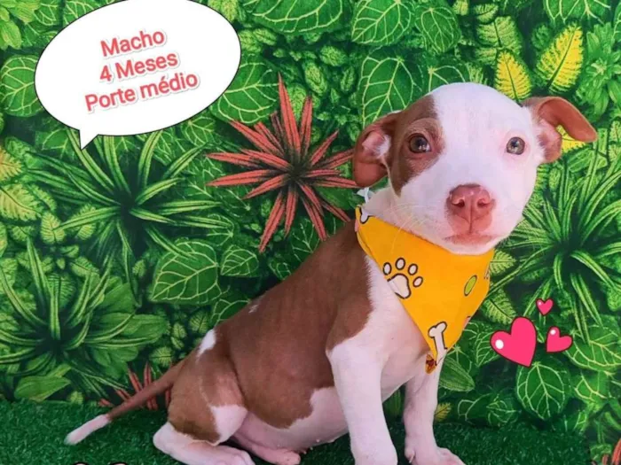 Cachorro ra a SRD-ViraLata idade 2 a 6 meses nome buba