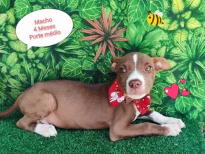 Cachorro raça SRD-ViraLata idade 2 a 6 meses nome noah