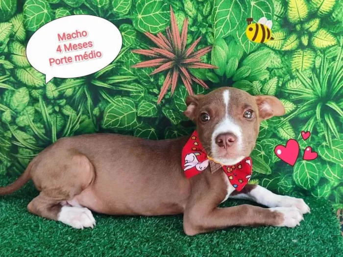Cachorro ra a SRD-ViraLata idade 2 a 6 meses nome noah