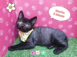 Gato raça SRD-ViraLata idade 2 a 6 meses nome lucas