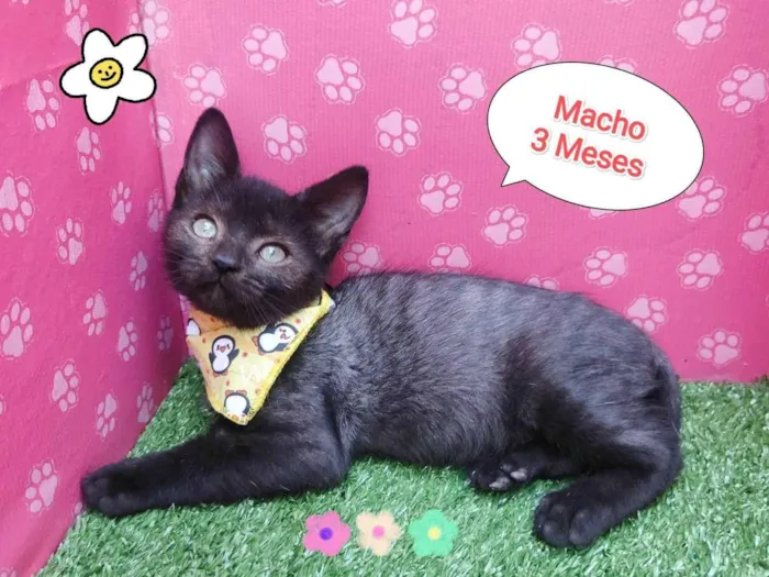 Gato ra a SRD-ViraLata idade 2 a 6 meses nome lucas