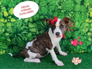 Cachorro raça SRD-ViraLata idade 2 a 6 meses nome cloe