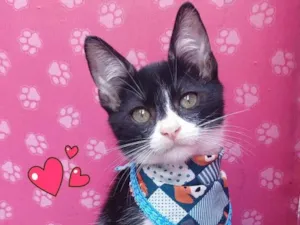 Gato raça SRD-ViraLata idade 2 a 6 meses nome wisk