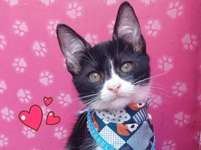 Gato ra a SRD-ViraLata idade 2 a 6 meses nome wisk