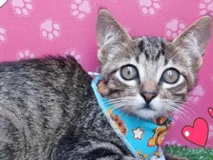 Gato raça SRD-ViraLata idade 2 a 6 meses nome jason
