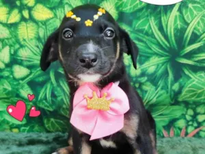 Cachorro raça SRD-ViraLata idade 2 a 6 meses nome princess